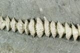 Archimedes Screw Bryozoan Fossil - Illinois #130232-1